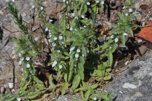 sideritis romana (1200 x 800)